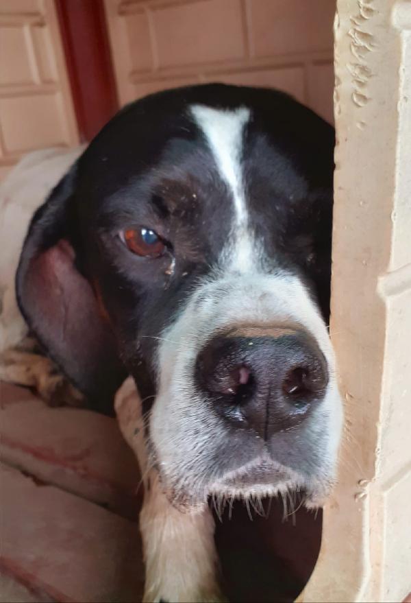 Jaco, Elegante Pointer